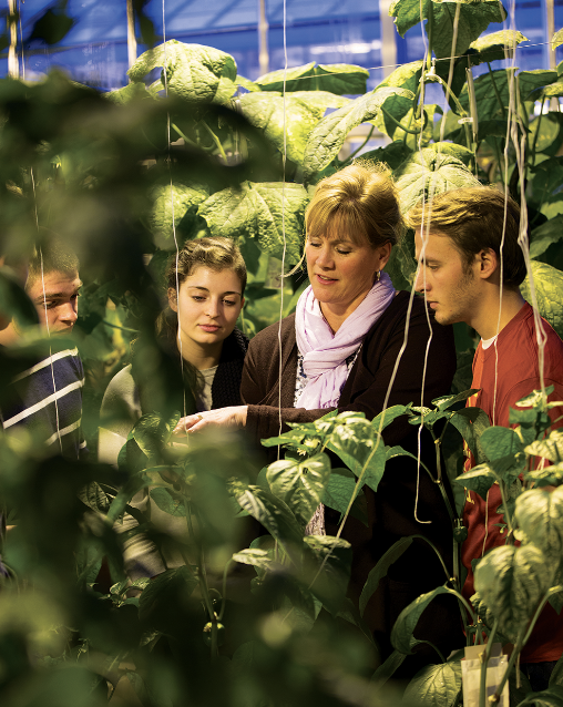Professor working with three students in a greenhouse