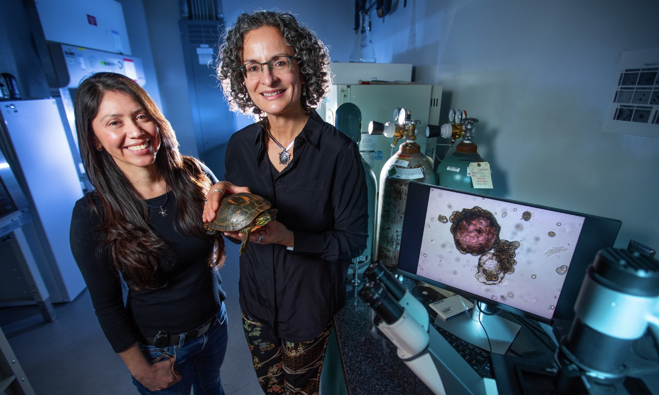 Student and Professor researching turtles